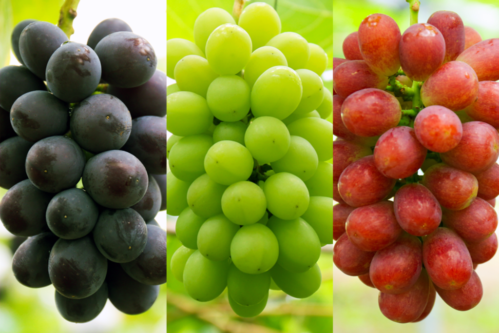 お任せ 大粒ブドウ3房詰め合わせ 秀 約1.5kg以上 箱入り 巨峰 ピオーネ 高妻 オリエンタルスター サニードルチェ コトピー 安芸